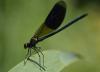 Calopteryx splendens